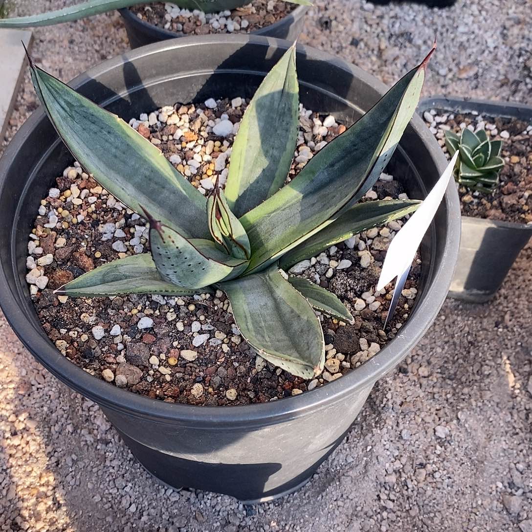 三十三间堂腹轮锦