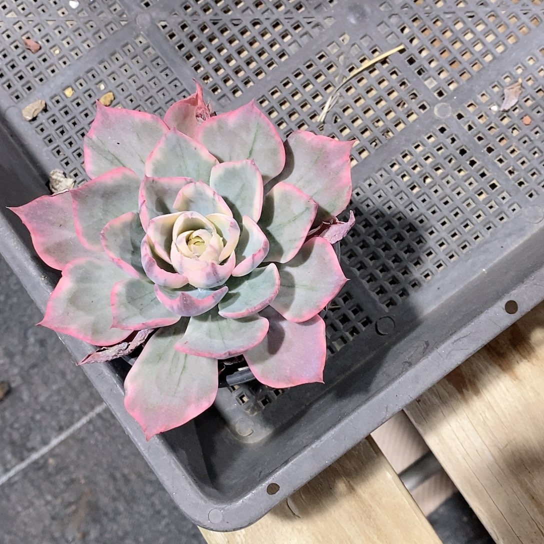 喵***染阿美星锦多肉植物老桩