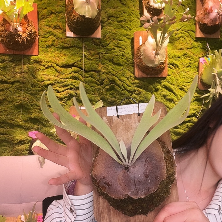 不开花植物Tonkla 粉月 304 ssf 