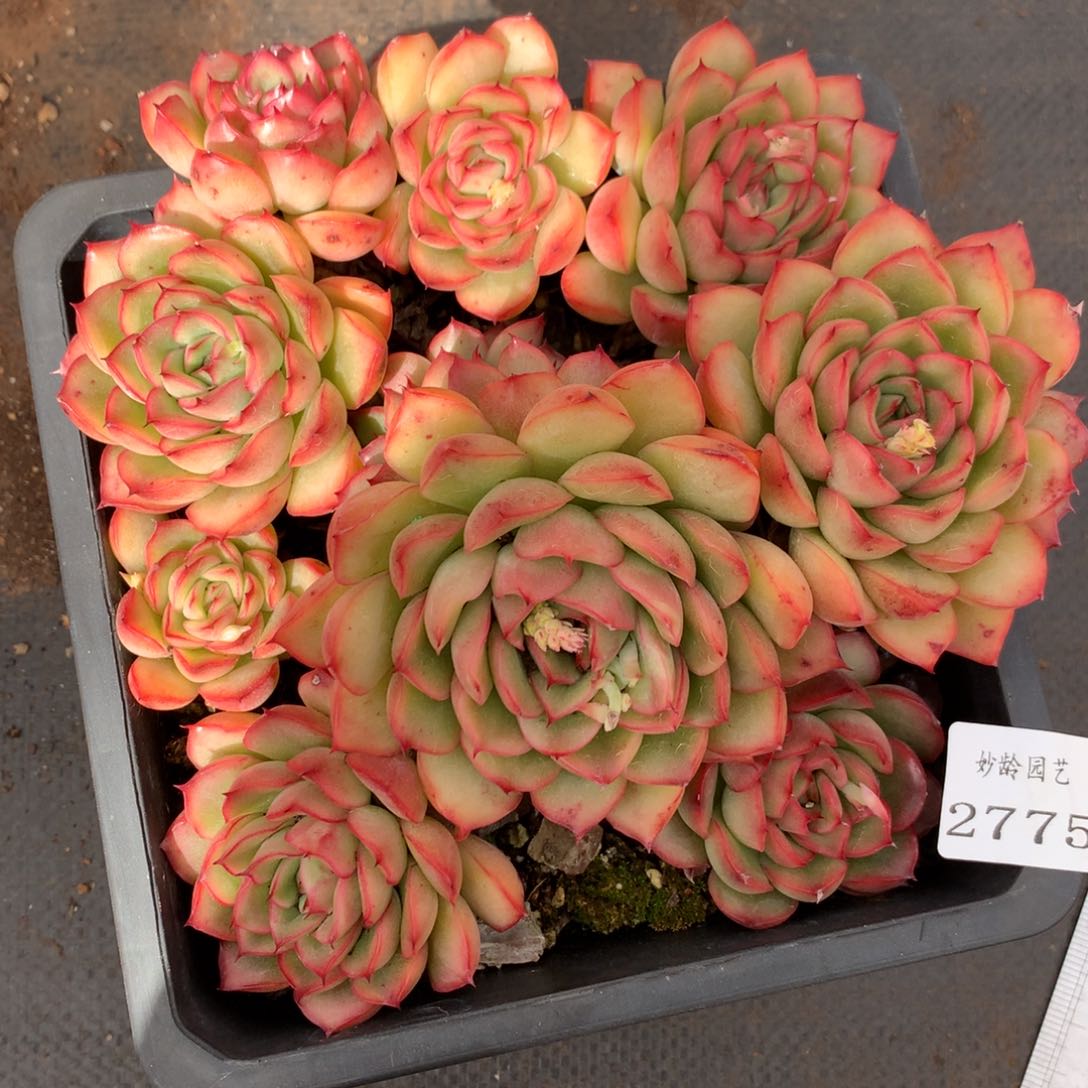 2775杂交精品基地18厘米