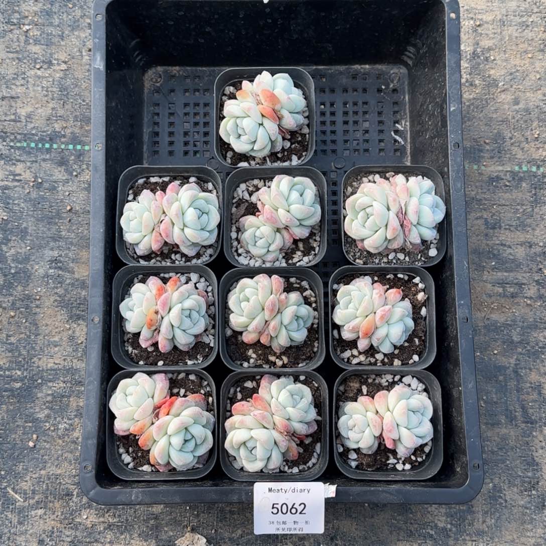 特5062冰玉双头5到6厘米10颗一组脱土发