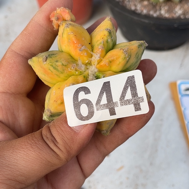 无根644号仙人球一棵