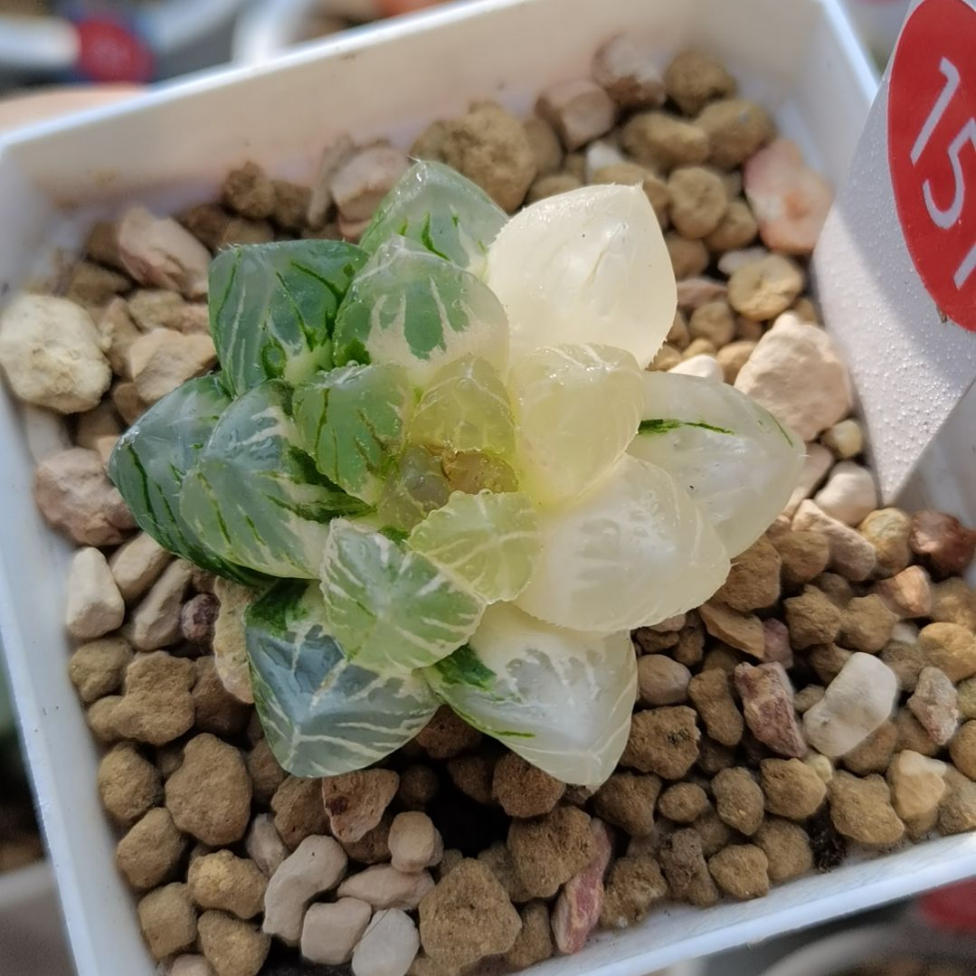 151号OM玉露锦一物一拍带盆土发货