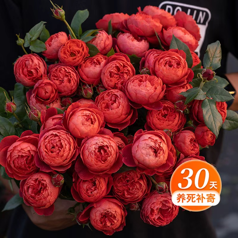 天狼月季 朱砂碗 自育多季开花红色灌木丰花月季盆栽