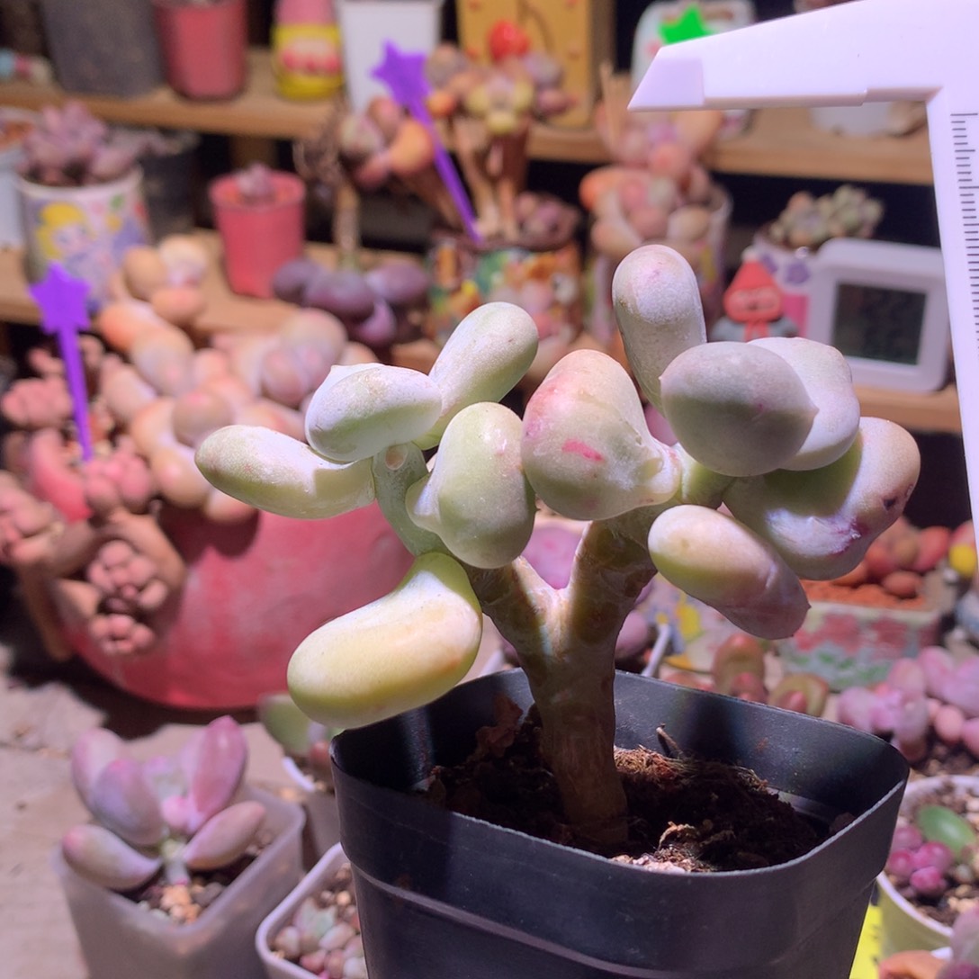 油煎奶酪多肉韩国黄油