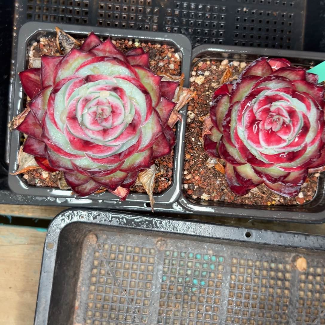 多肉编号0123-224