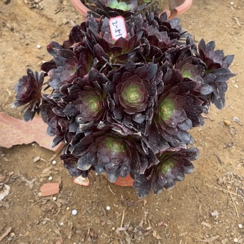 2-51赤焰莲朵朵多肉植物