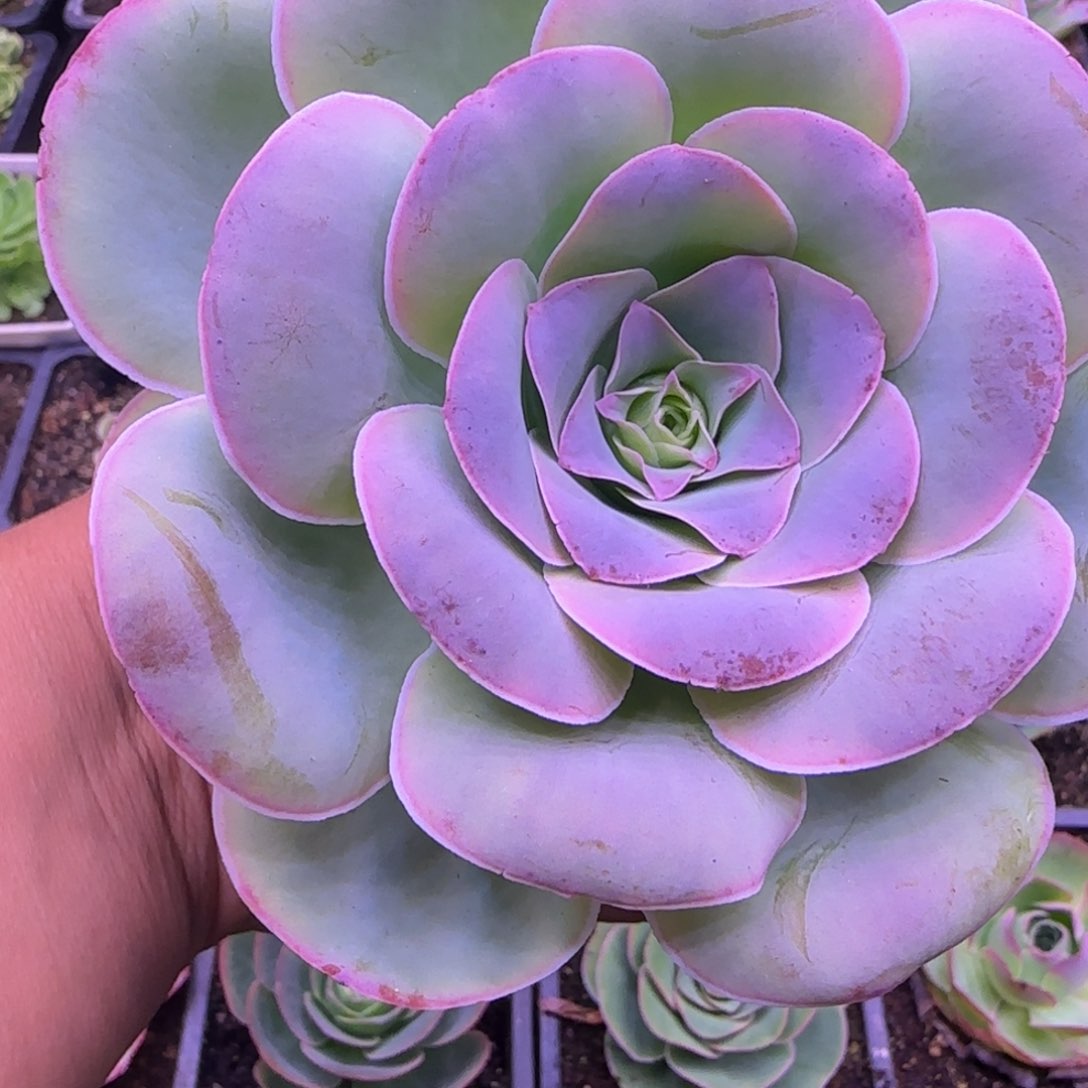 11厘米单头带侧芽玫瑰124242757573