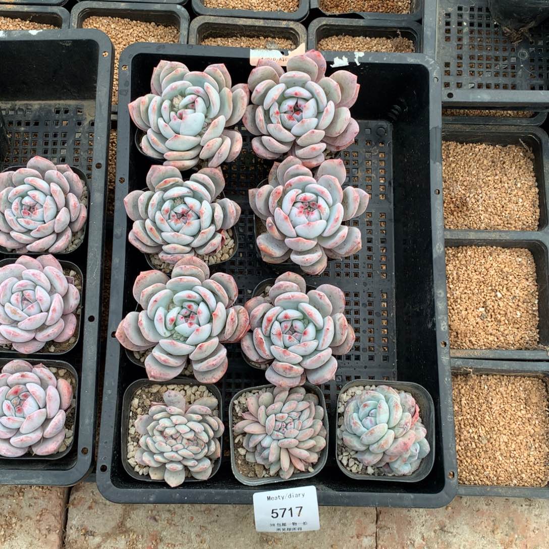 5717叠6缀2石1共9颗5到6厘米脱土发打包