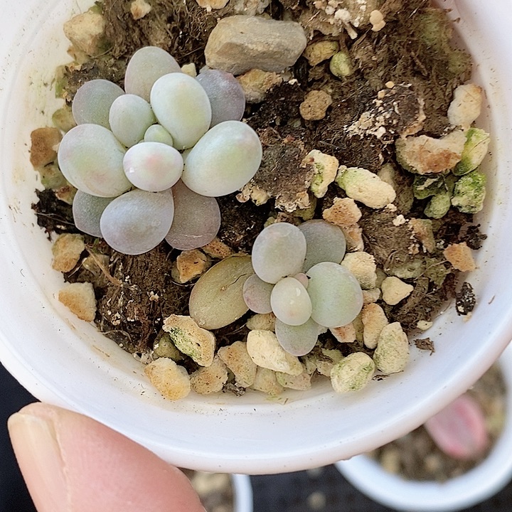 奶酪一物一拍奶酪