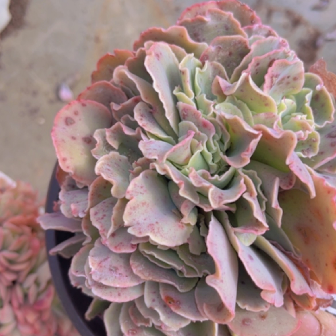 【闪购商品】高砂缀08182