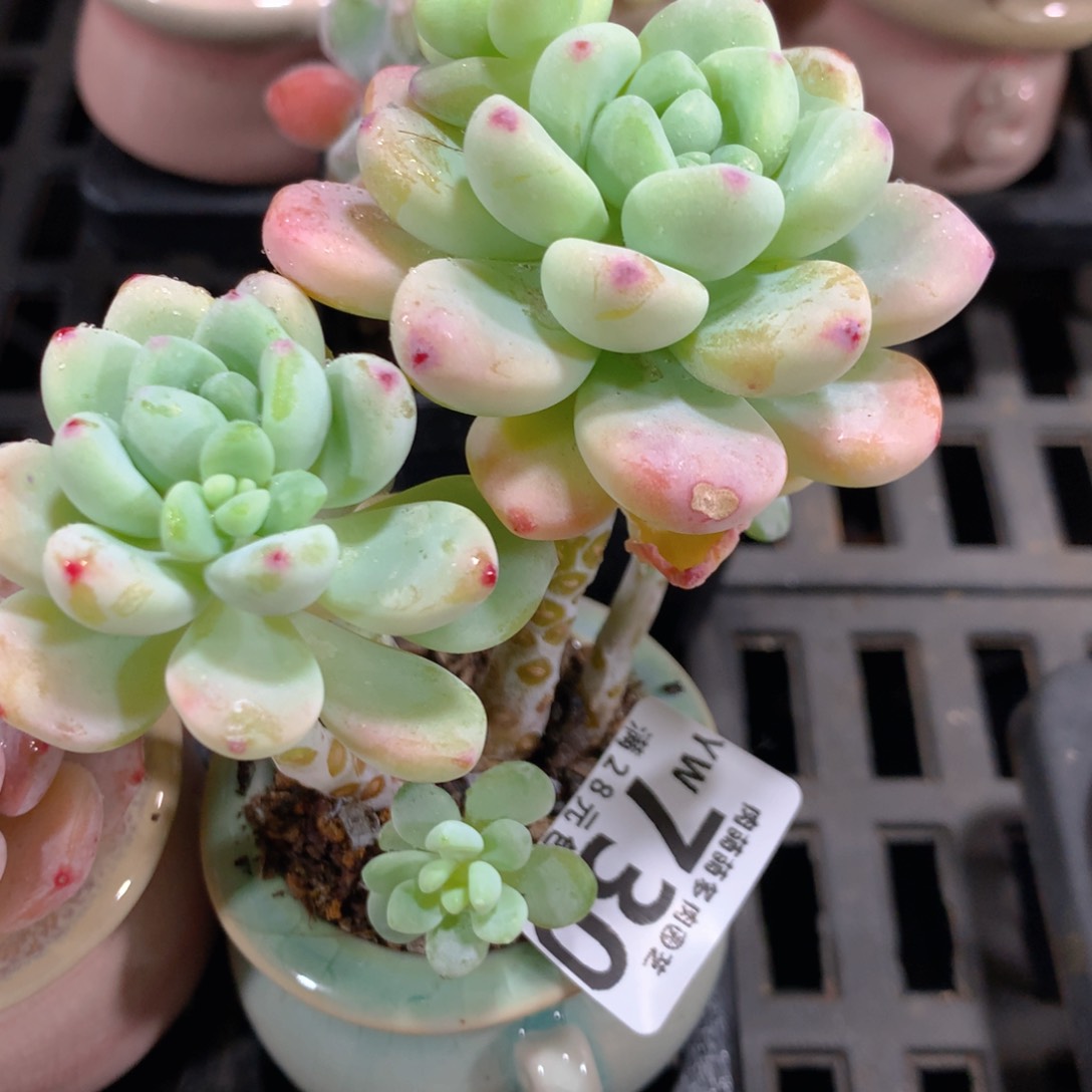 5CM拇指盆精控多肉YW730