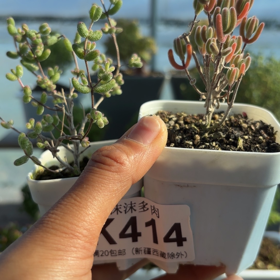 414红红叶和白虎斑