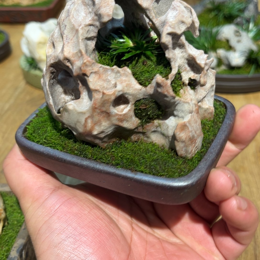 军***下紫砂花盆➕附石菖蒲