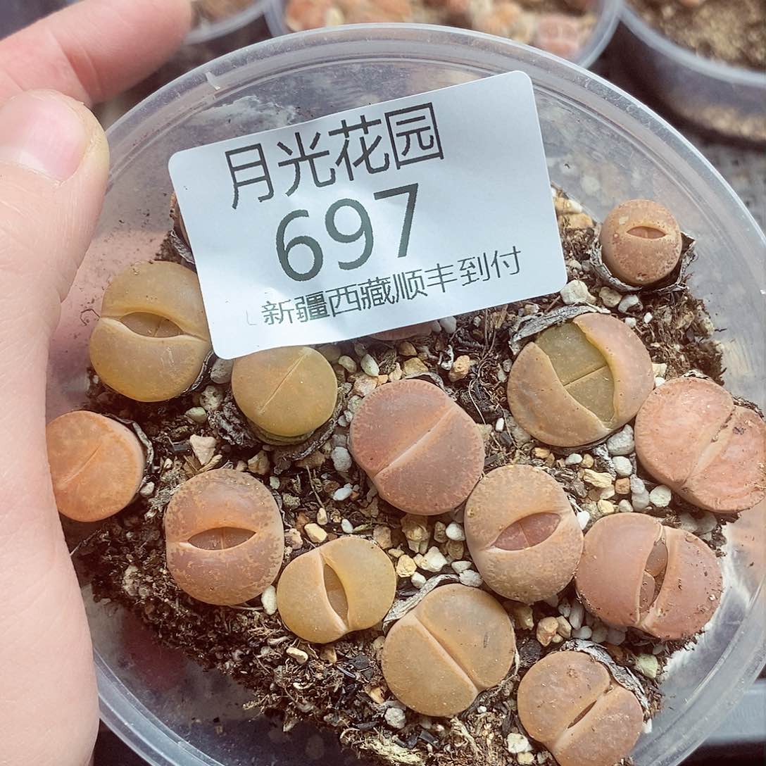 我的手机号就是这个手机697