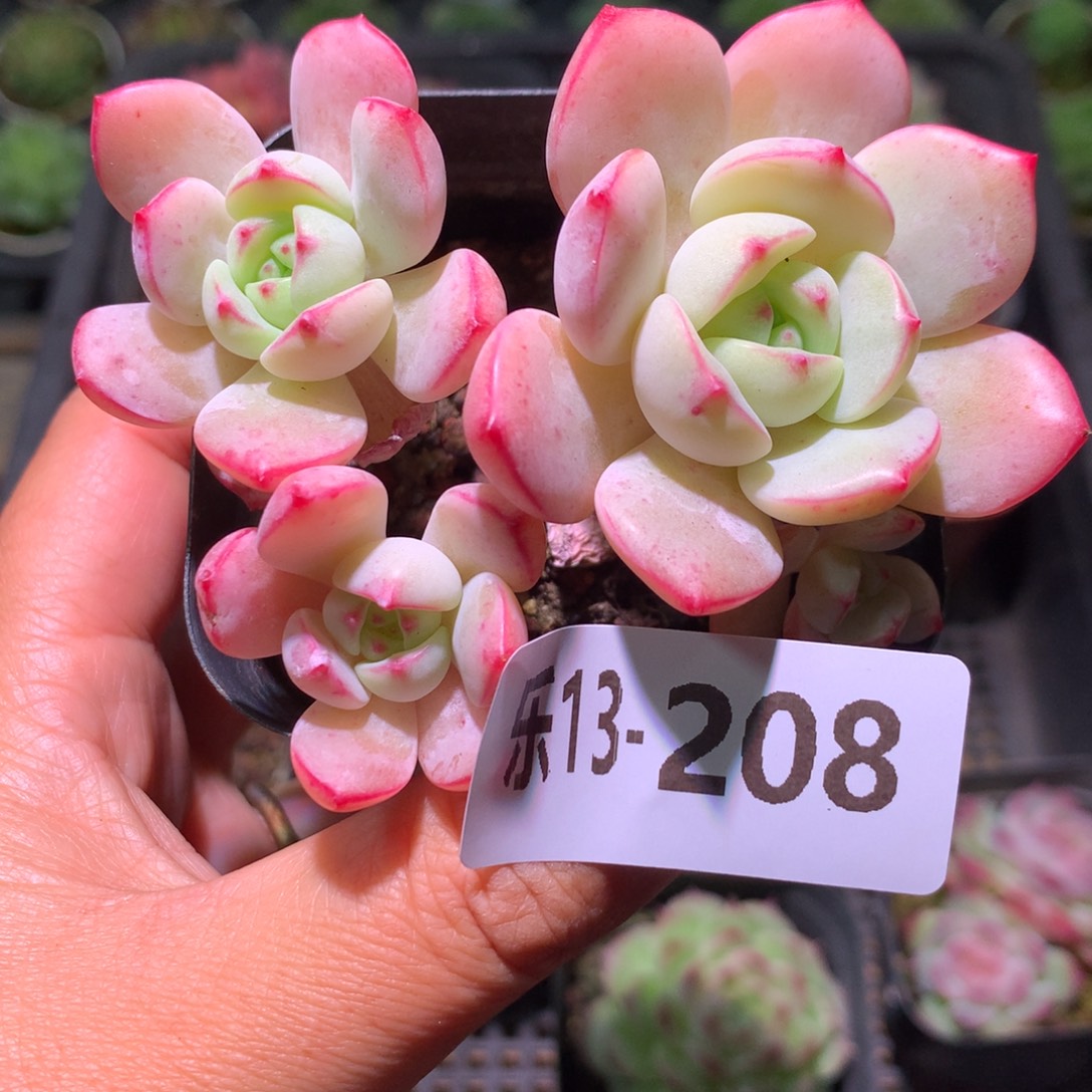 乐然13-208 香草群 