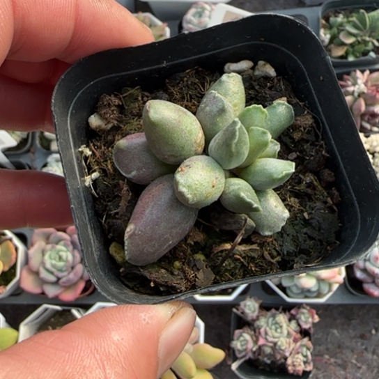 231艺姬海豹多肉植物多