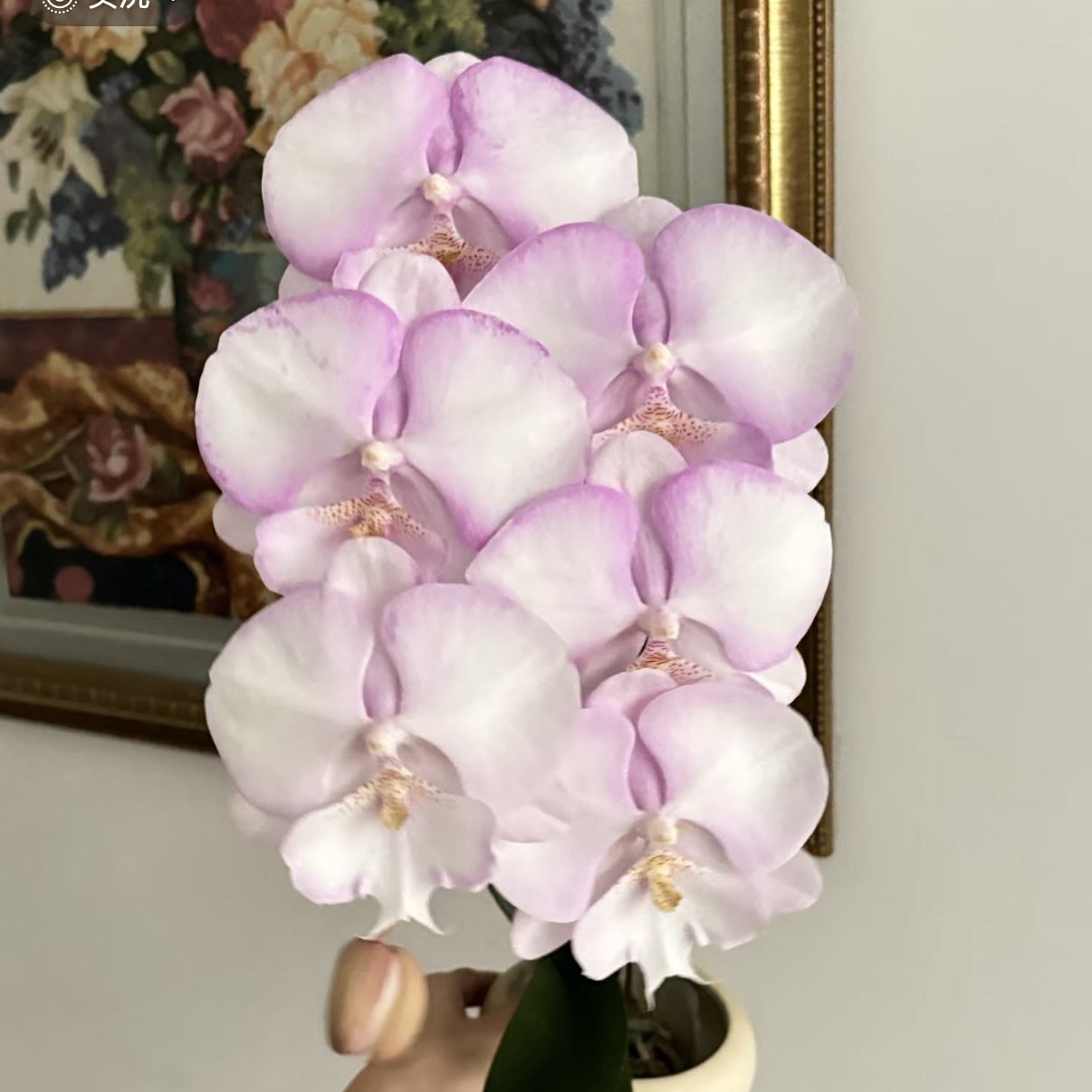 植趣花卉【梦幻天使】新品粉色大舌头3.5加高出剑苗