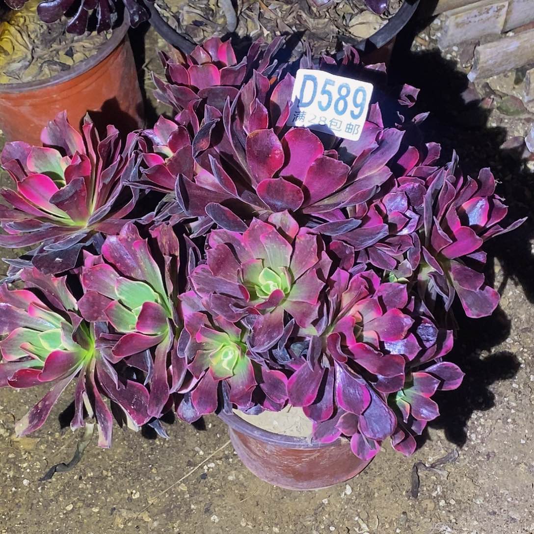 海***空589金丝雀多肉植物