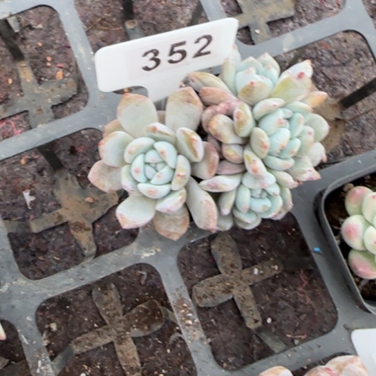 ****肉352橙梦露朵朵多肉植物多