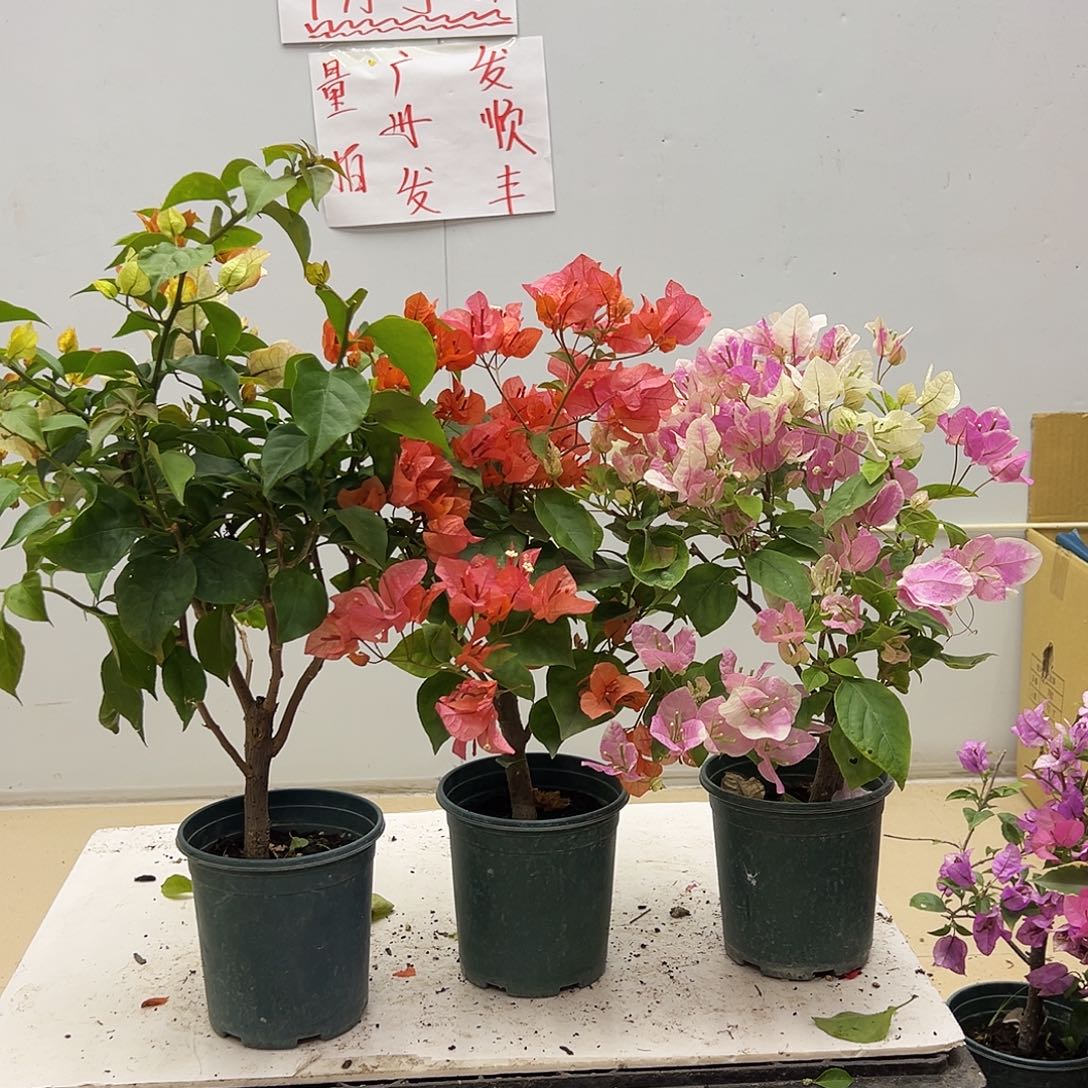 大部分花苞少量开放浅彩虹，波妹，广红英组合