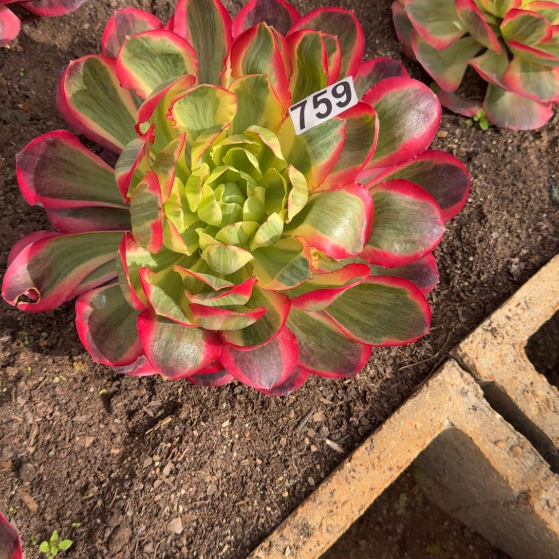 759多肉植物如意多肉