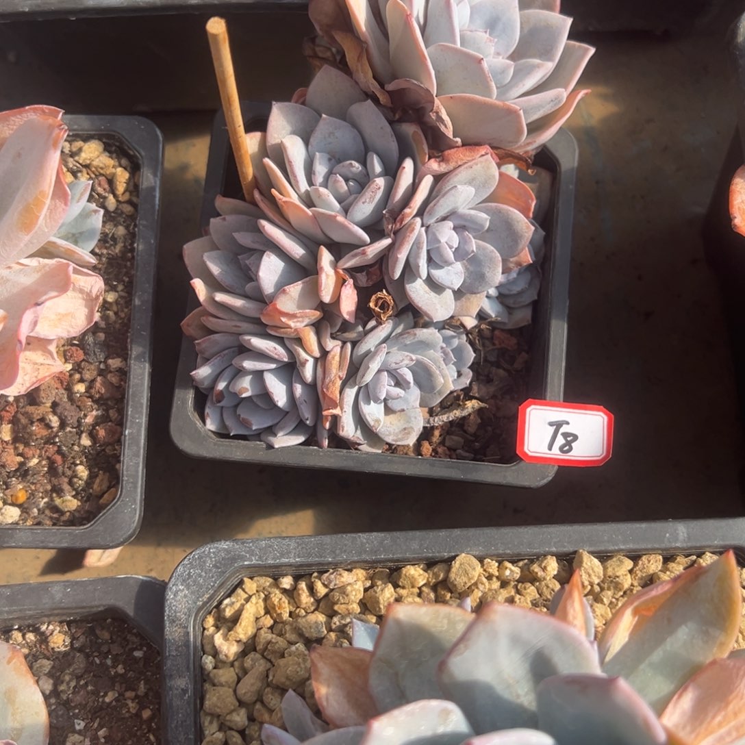 风***子精品多肉植物老桩