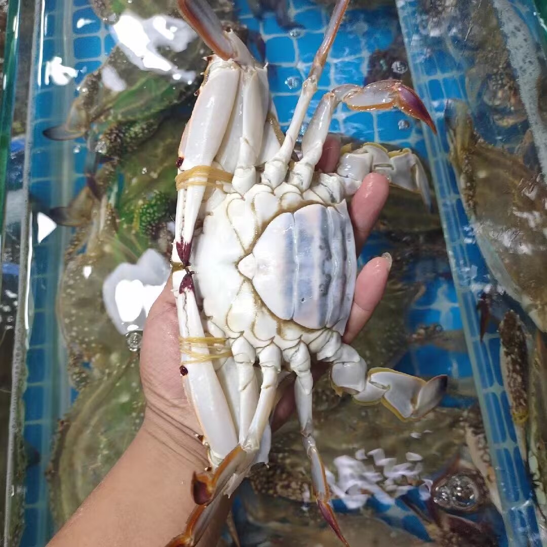 新鲜现捞 大个黄膏满肥顺丰冷链锁鲜发货整箱5斤 番茄专属