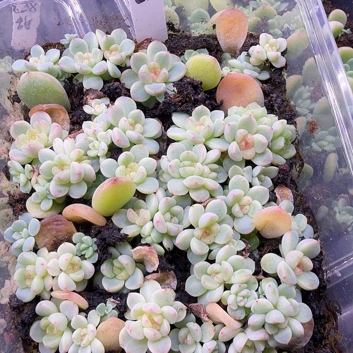 157甜心单头随机一颗