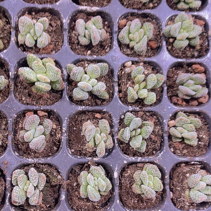 精品火星兔子多肉植物