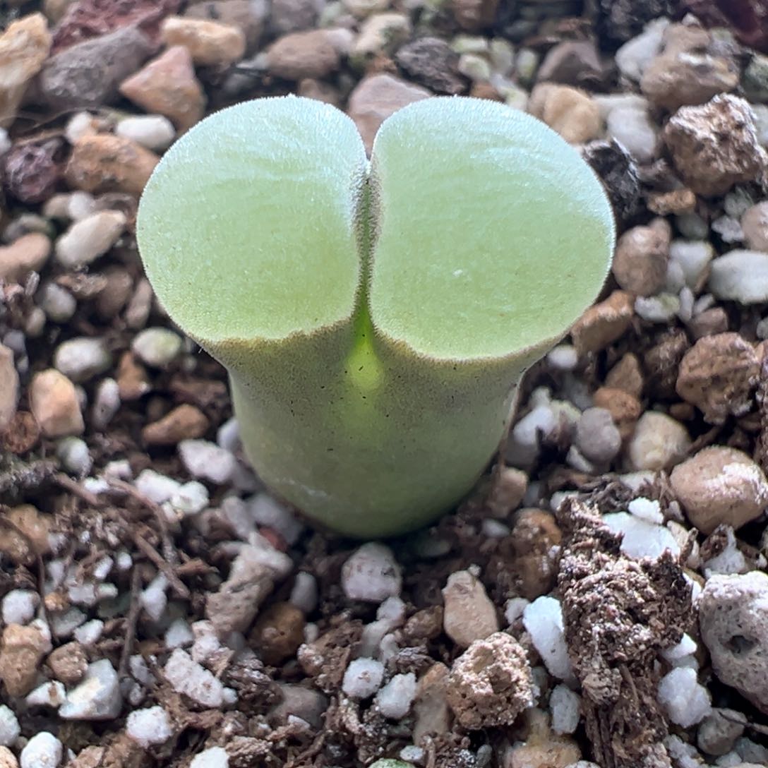 333优选1802.83紫极窗一颗