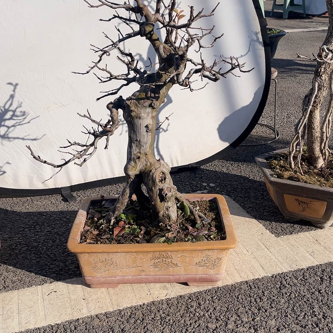 周***寒无花朵木瓜盆景，年功老桩，