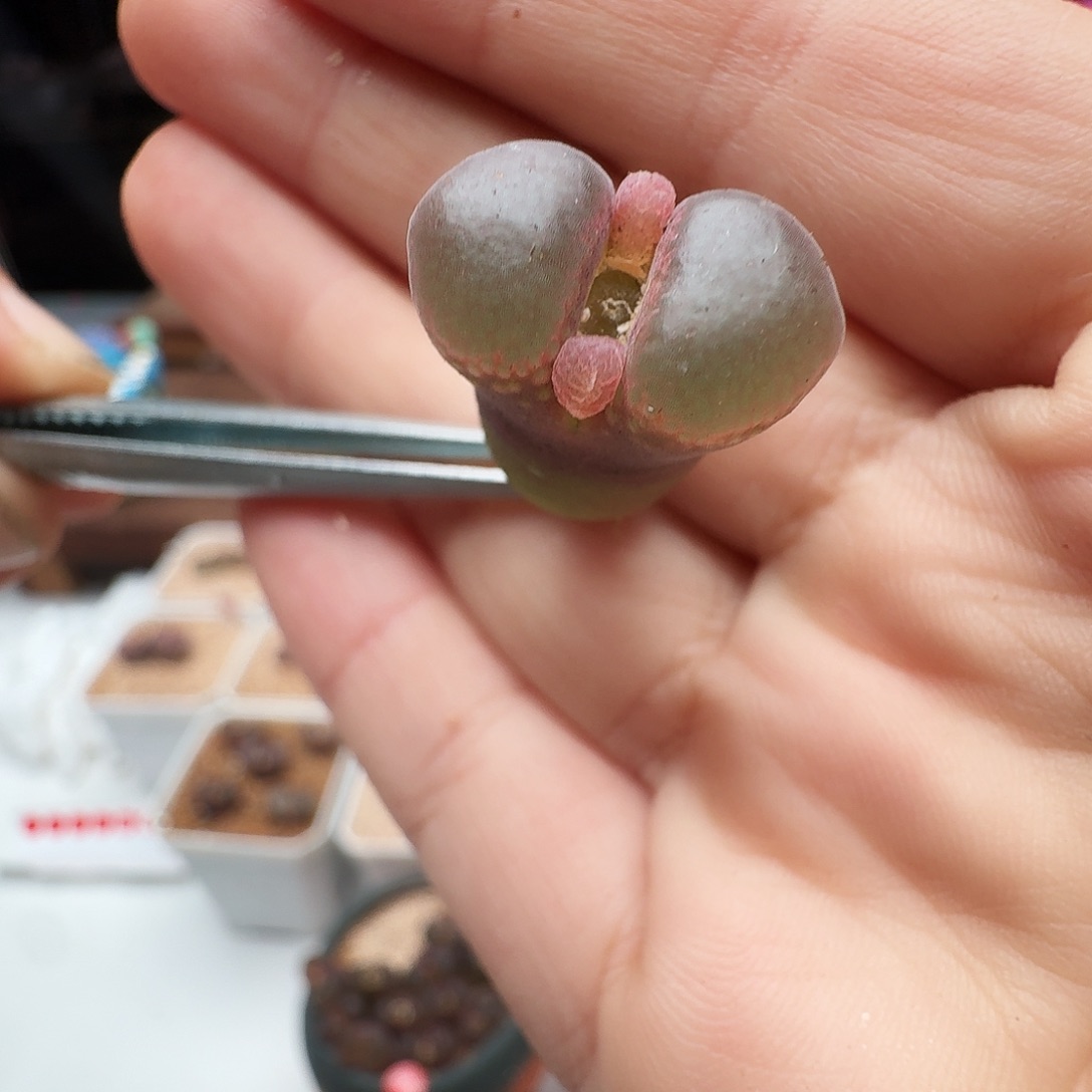多肉植物福利风铃赤焰美人sss级475