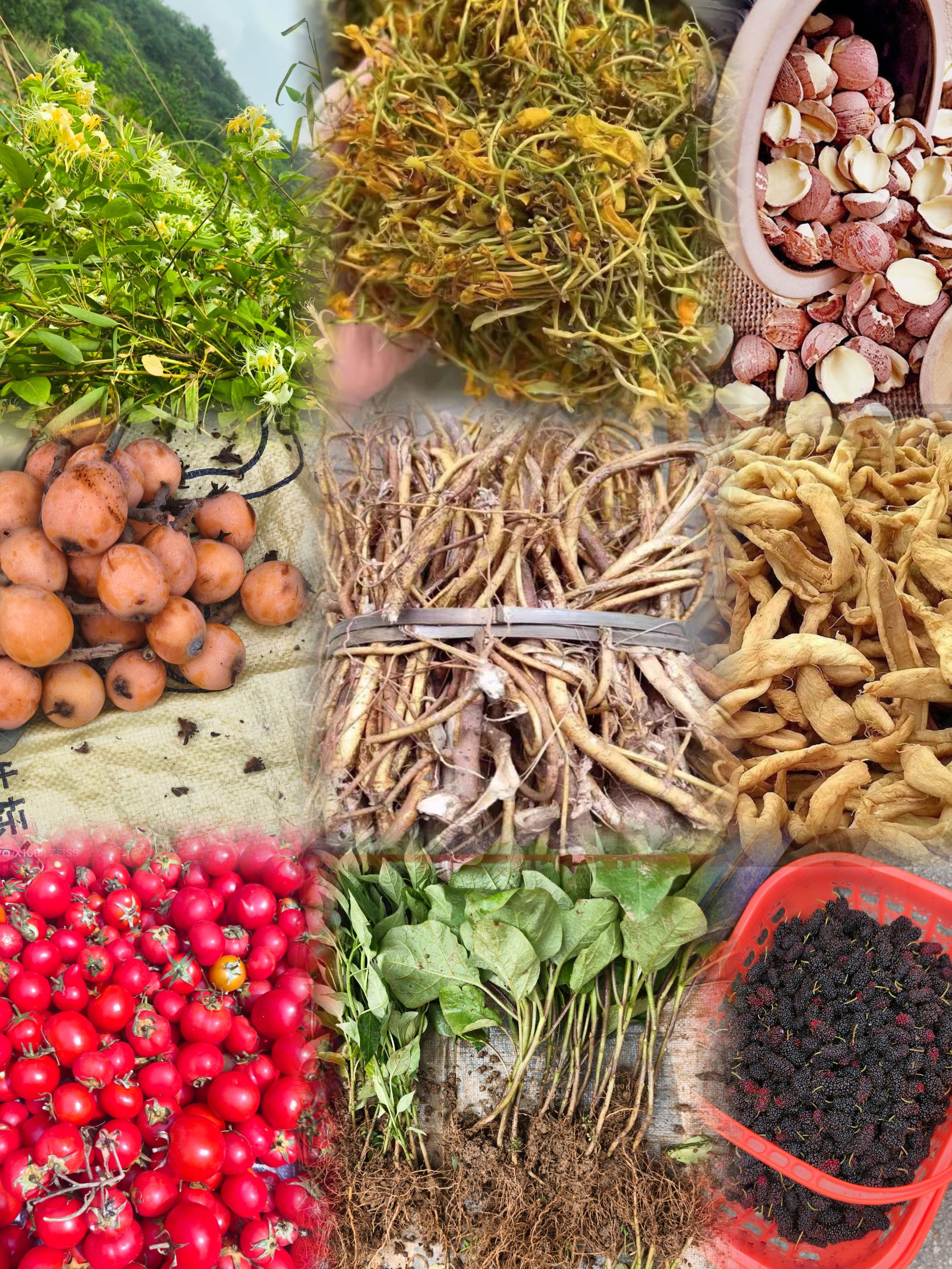 各种农产品现场挑选 节瓜 茄子 五子毛桃 鸡藤