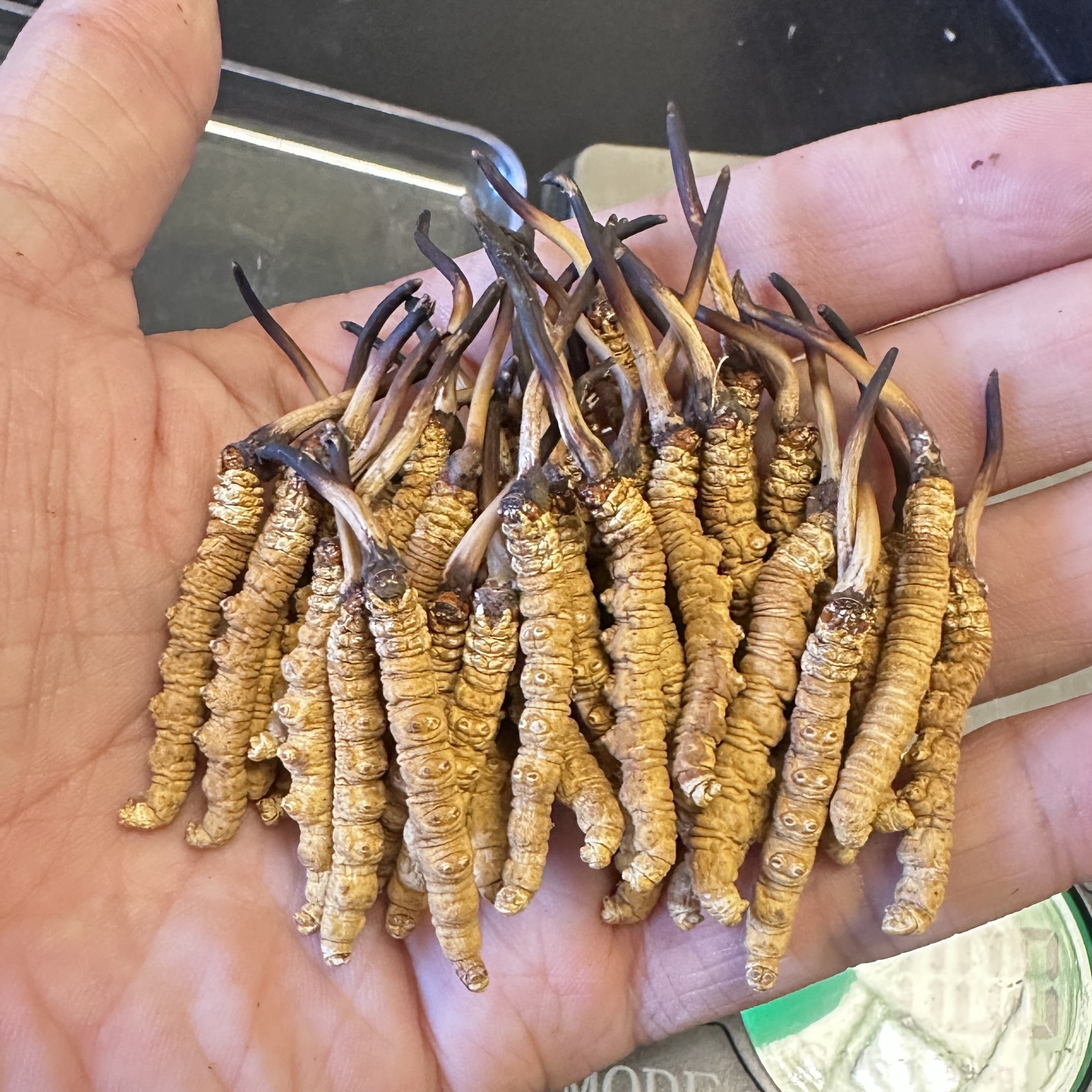 【4根1克小黄芽】那曲虫草 高海拔冬虫夏草 到顶高货干虫草10克