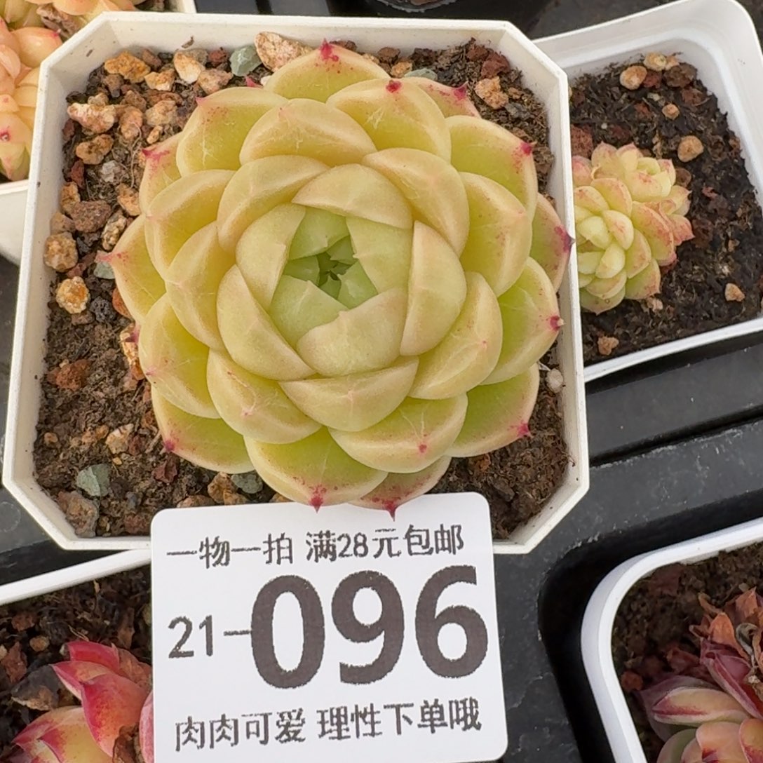 阿祖无盆土发货无