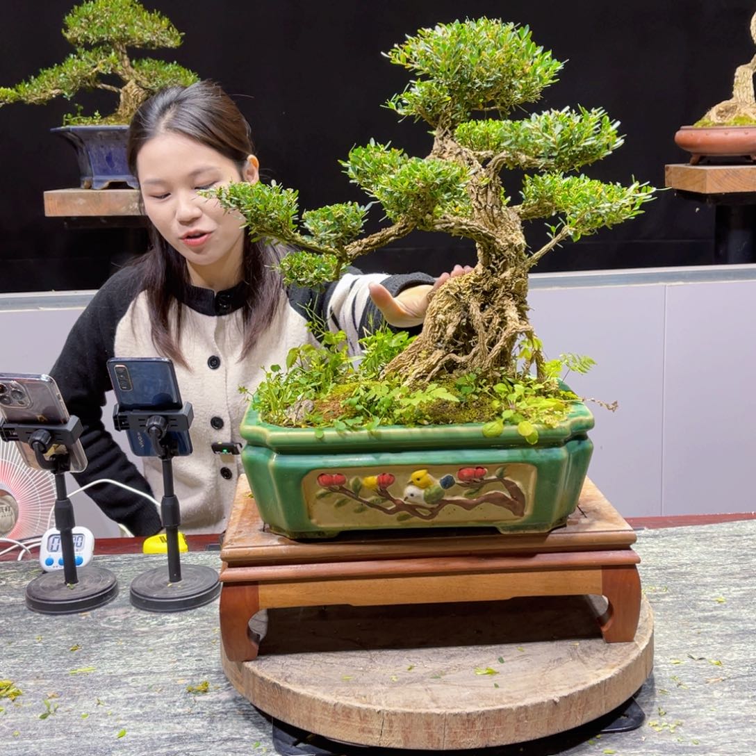 四季常青翠绿黄杨盆景