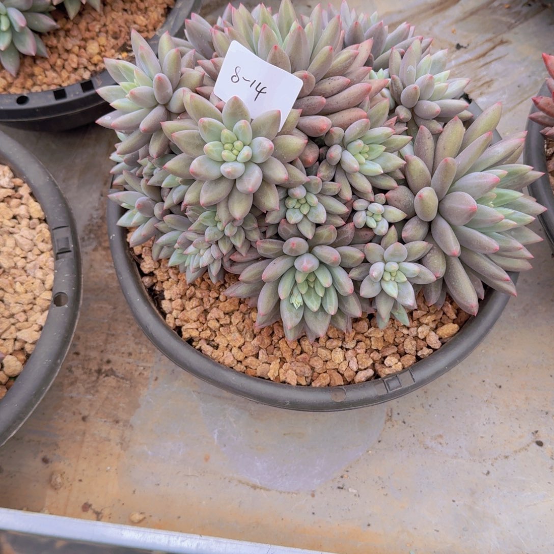 水***蓝8-14红蜻蜓多肉植物