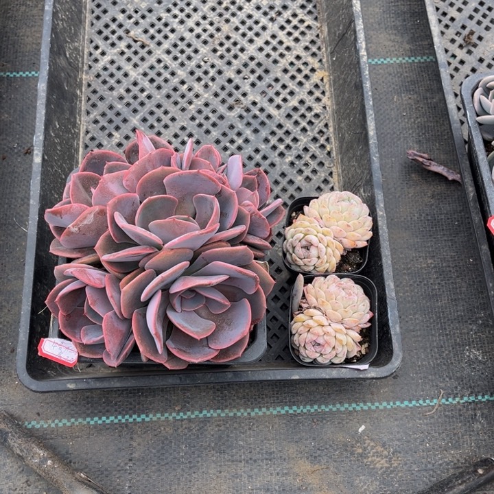 铭**房尘埃玫瑰雪颜两