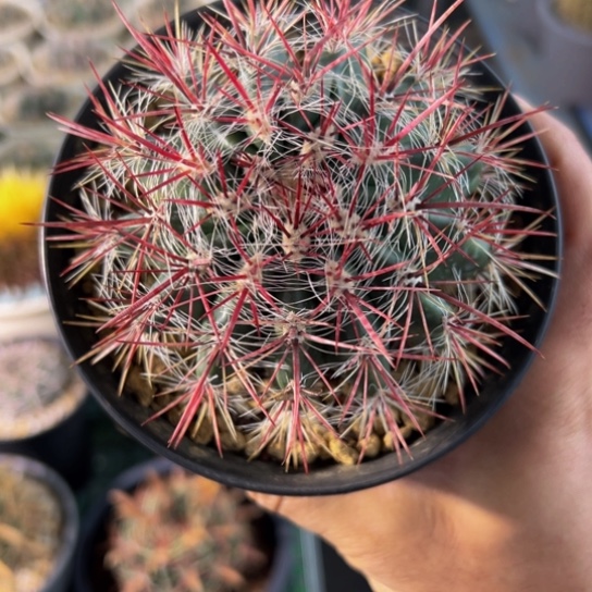 墨西哥稀有独特（孤品红虎）