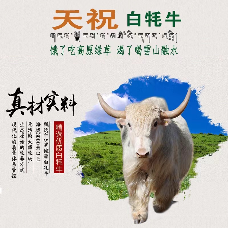 （甘肃省内）祁连山草原白牦牛牛腩