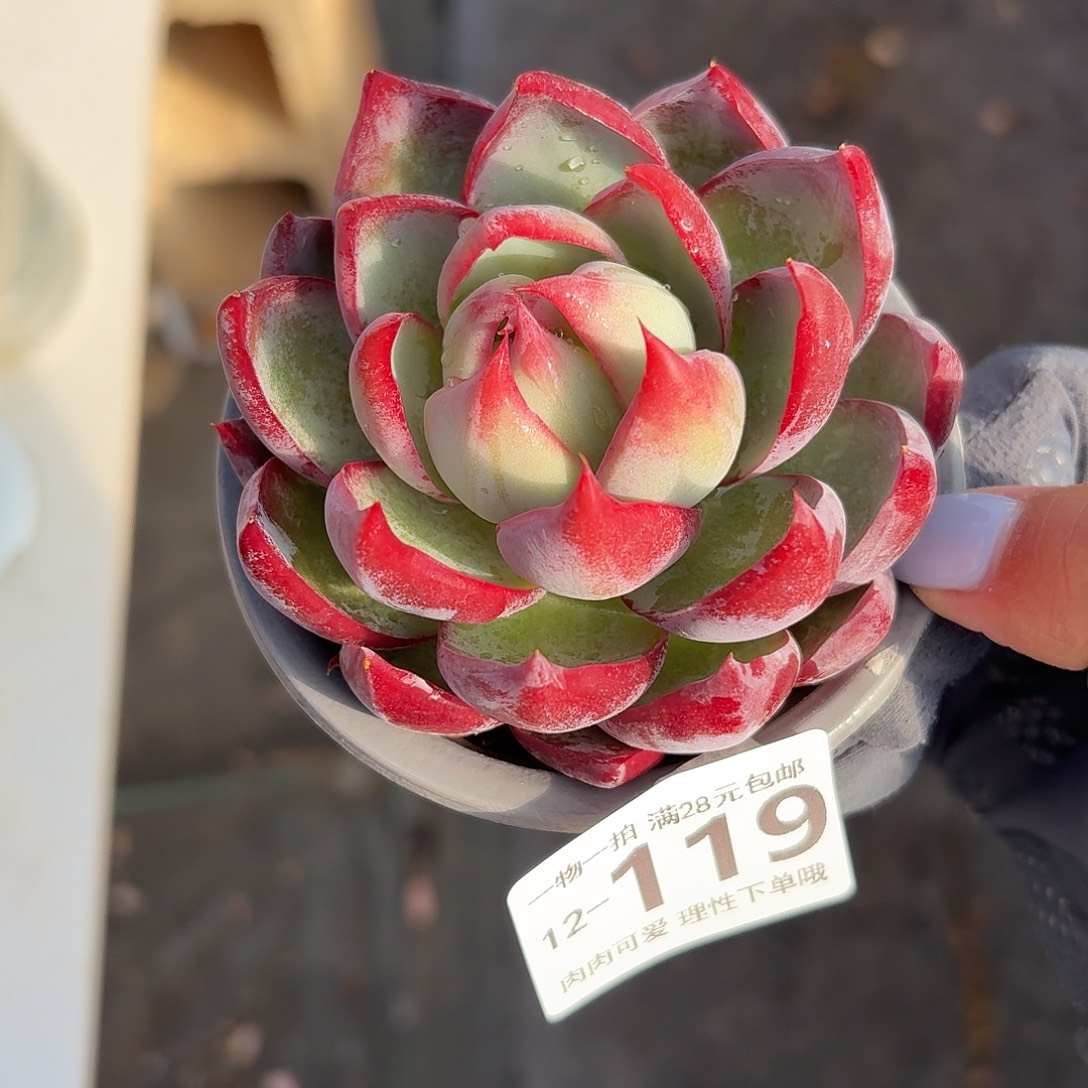 惊鸿无盆无发货无