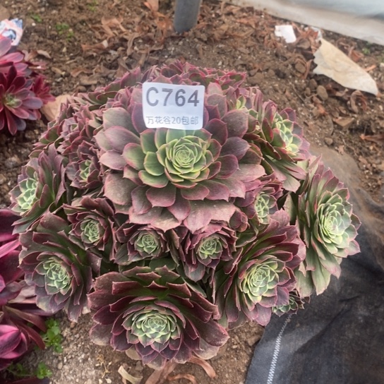 764西施多肉植物