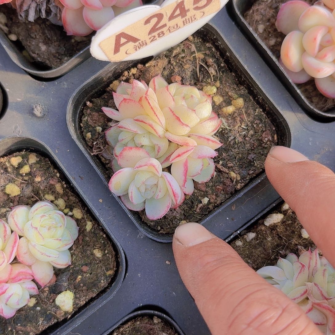 A245胖虎群一物一拍