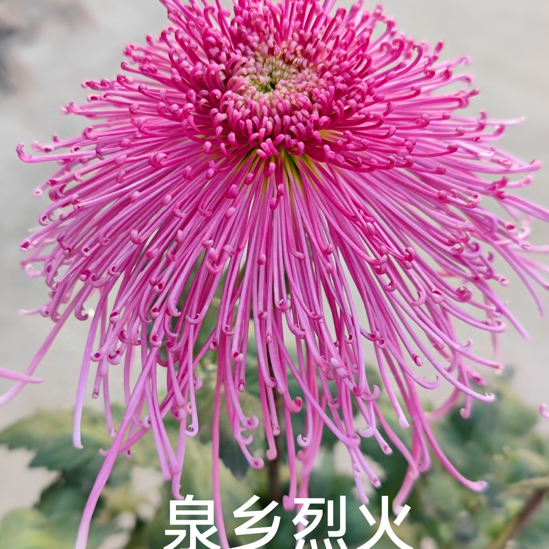 菊花苗丝菊大花九月菊花卉绿植盆栽室内室外阳台红色黄色菊花盆栽