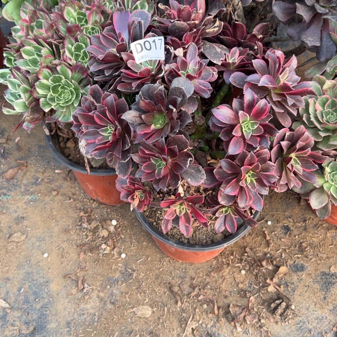 蕾***蕾017金丝雀多肉植物法师