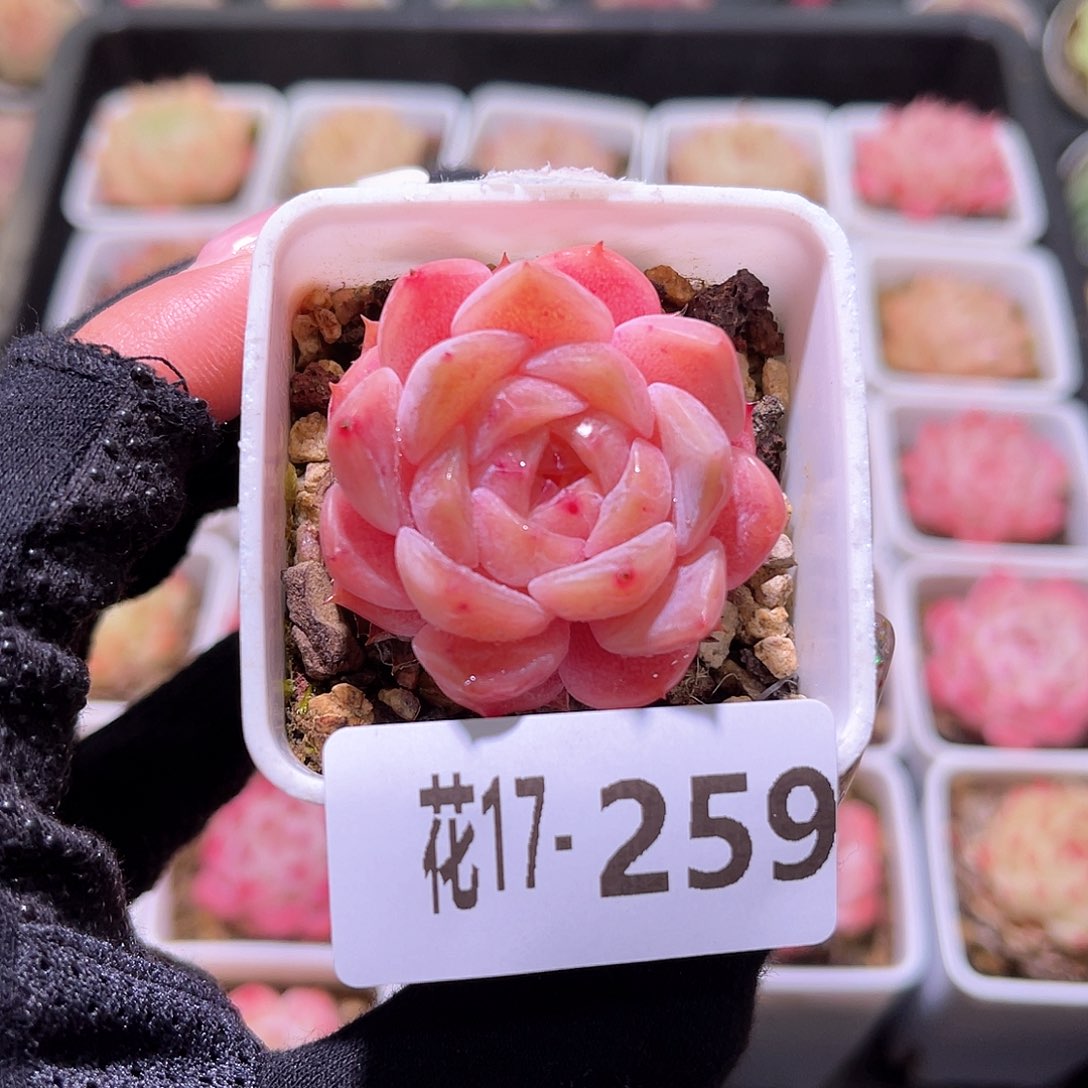 花利美17-259春园单头