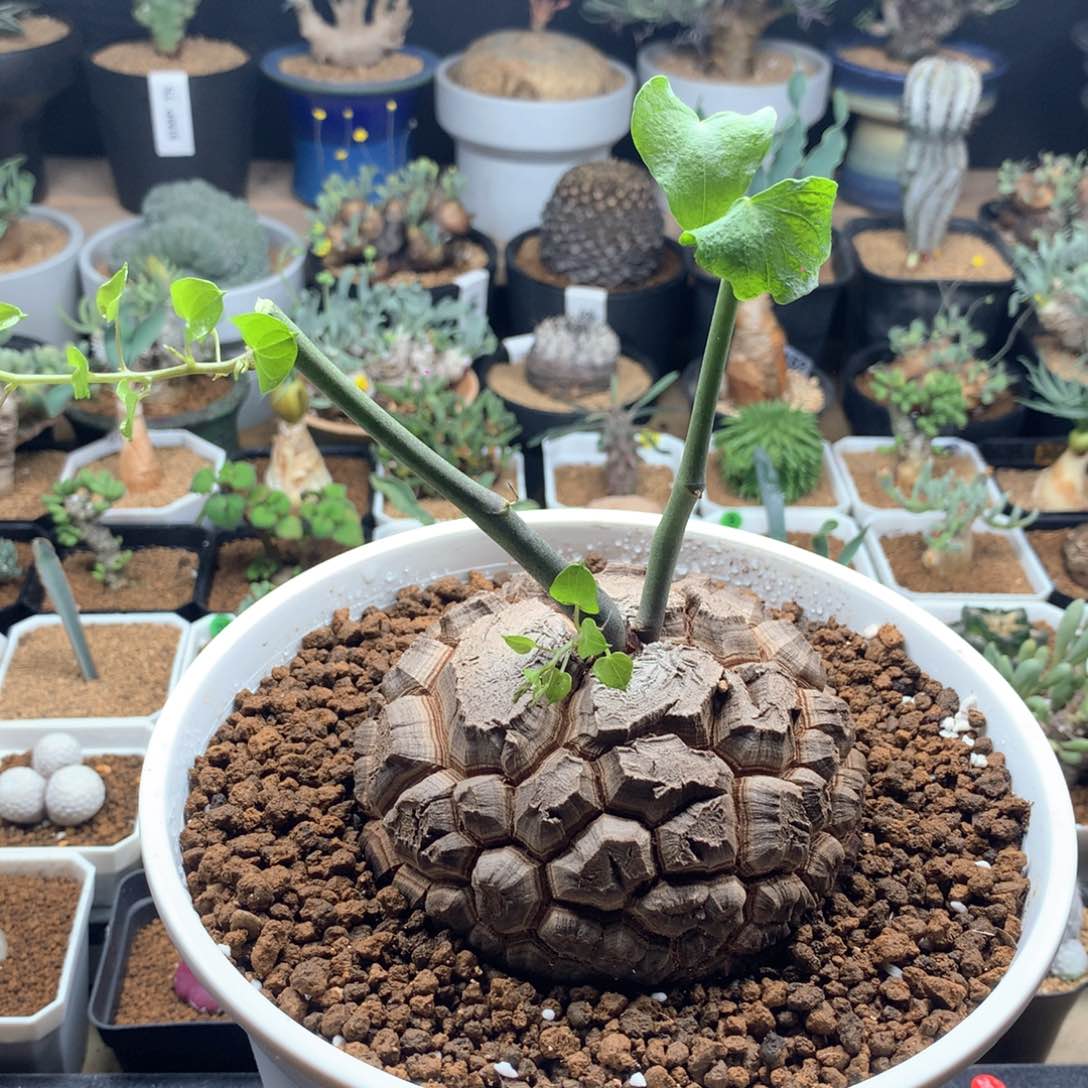 金*五南非龟甲带盆送种子