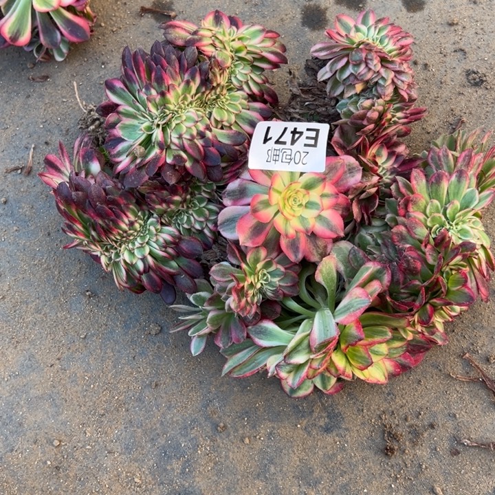 多肉植物471种植物