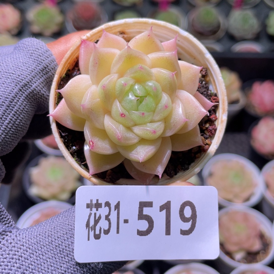 花利美31-519麦秆